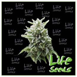Auto Northern Light | Life Seeds